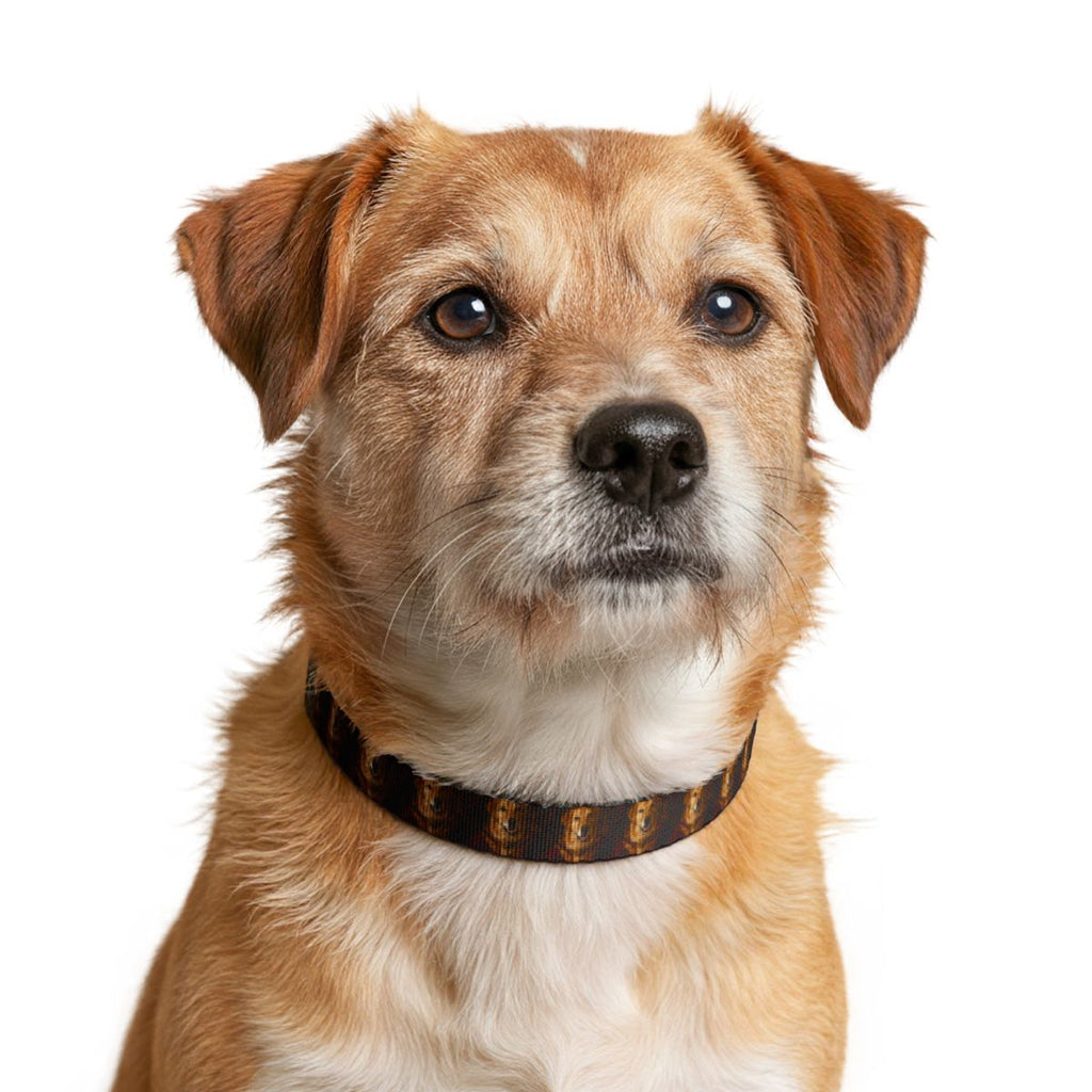 The Custom Pet Collar — Any Style