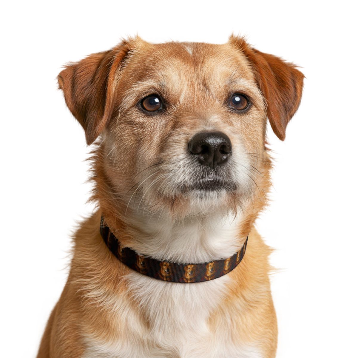 The Custom Pet Collar — Any Style